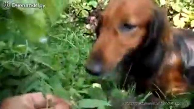 Такса ест клубнику смотреть онлайн