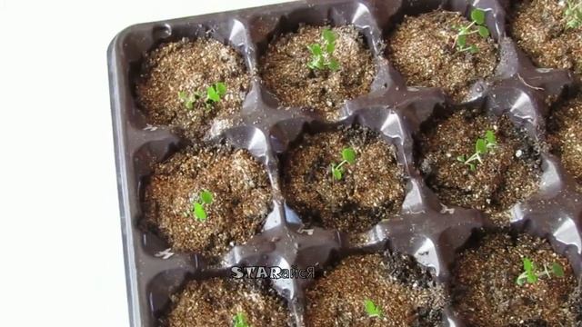 Рассада земляники. Сорт "Чудо мира"..... смотреть онлайн