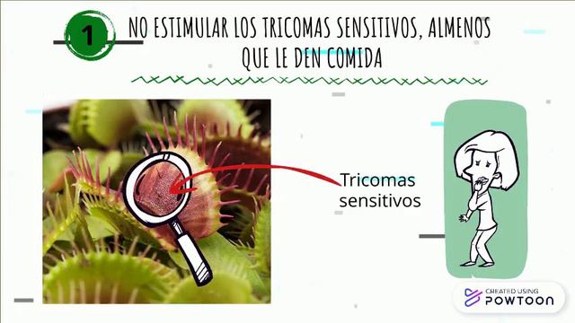 5 tips para un mejor cuidado de tu planta dionea смотреть онлайн
