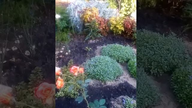 Как зимует цынирария и черенкуется ! смотреть онлайн