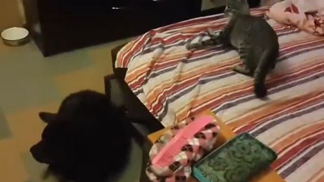 Тролли Бурят - Монгольского волкодава смотреть онлайн