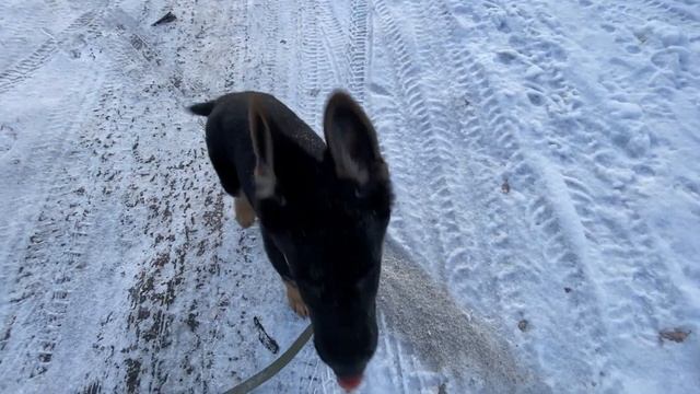 Социализация щенка немецкой овчарки | Щенок первый раз видит мир | Очень интересные моменты смотреть онлайн