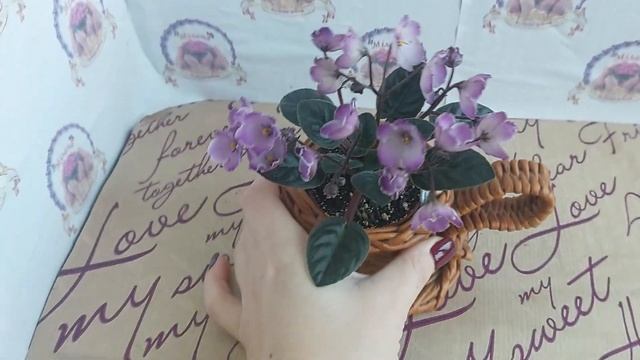 Фіалка Oksana (Sorano), огляд сорту смотреть онлайн