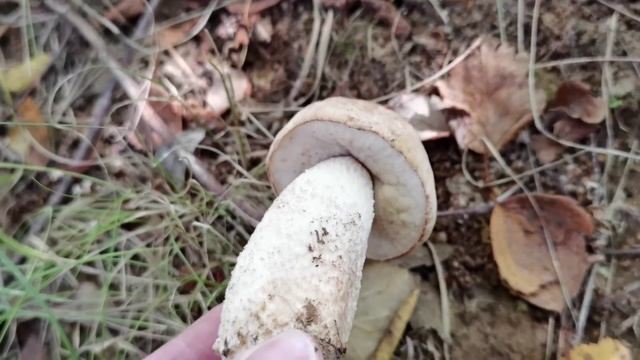 Esto, aunque lo parezca, no es un Boletus edulis. ¿qué es? aprende a diferenciar la especie. смотреть онлайн