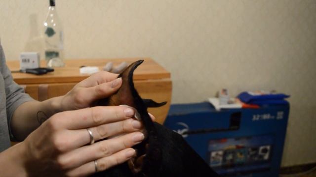 Как ставить уши щенку Добермана смотреть онлайн