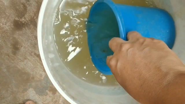 207 - చాలాచిన్న || Bottlelo Chilli || మొక్క పెంచడం. смотреть онлайн