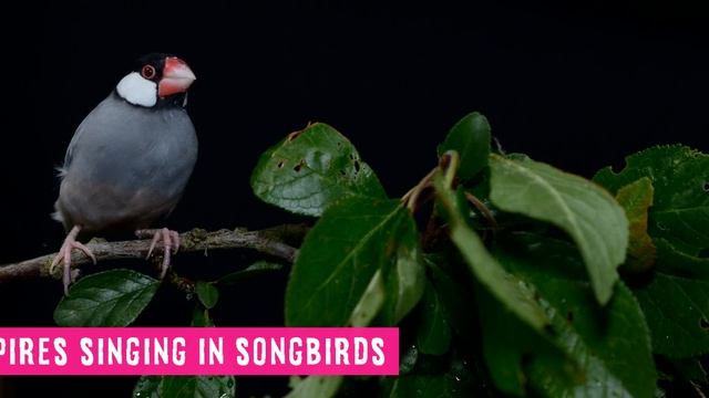 NEW, PureSun-Mini Full-Spectrum +UV-B lighting for Birds. Professinal Avian Lighting from Arcadia. смотреть онлайн