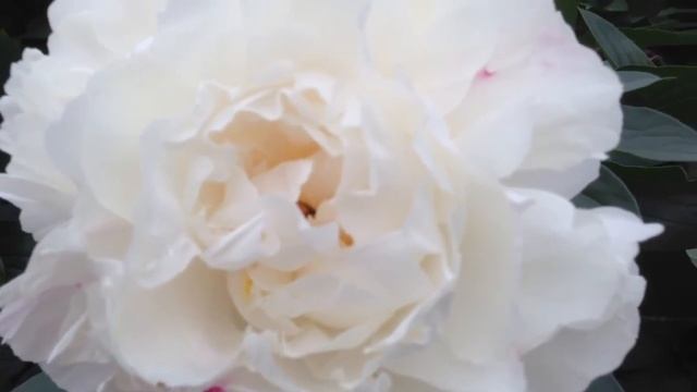 Peony Gardenia - www.peonyshop.com смотреть онлайн