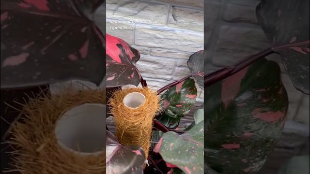 Филодендрон Розовая Принцесса #plants #flowers #филодендрон #растения #цветы #philodendron смотреть онлайн
