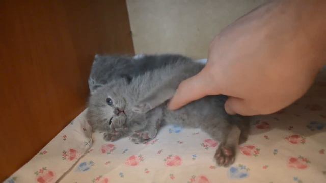 Котята Британской породы. смотреть онлайн