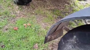 Передние крылья  МТЗ - 80 + Противовес