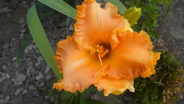 лилейник Spacecoast Krinkles смотреть онлайн