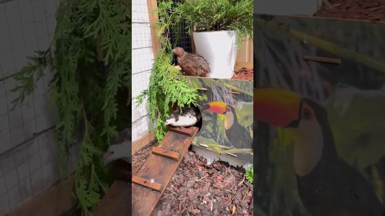 Заглянем к перепелкам смотреть онлайн