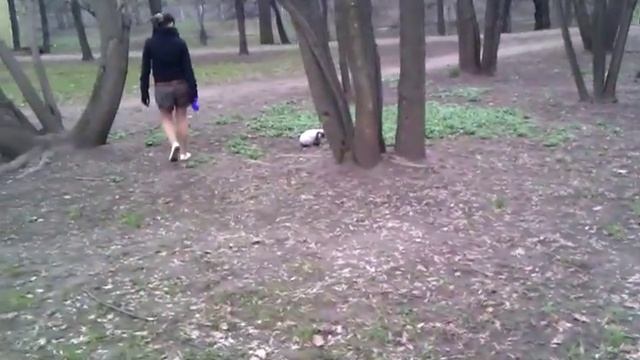 Карликовый кролик на прогулке смотреть онлайн