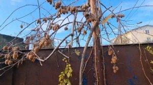 Как растаможить Авто на абхазском учёте за 500 тыс рублей ..всем к просмотру !