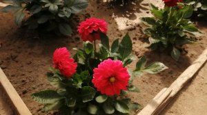 Георгина вегетативная обзор. Сложности и простота.