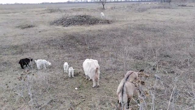 Можно ли приручить коз, у нас получилось смотреть онлайн