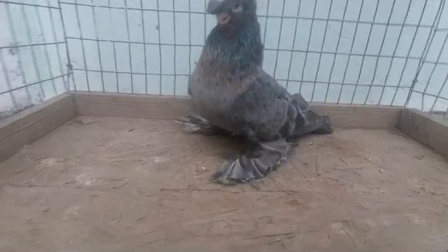 Самая Дорогая Порода Голубей $100,000 💰 Двухчубые голуби. Tauben. Pigeons. Palomas. Pombos. 비둘기.