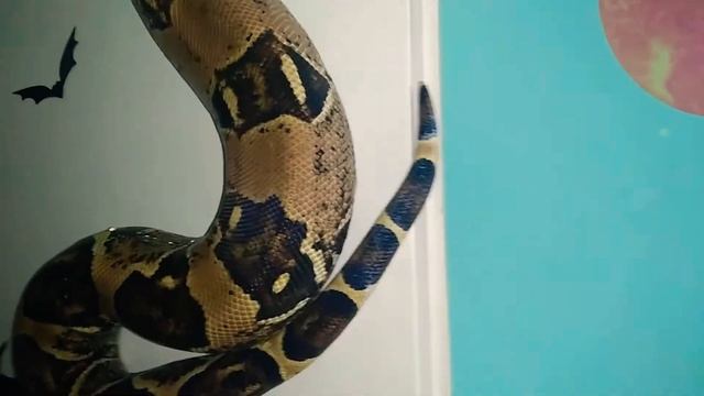 Обыкновенный удав (Boa constrictor constrictor) на прогулке, пока его хозяин чистит террариум | Зме смотреть онлайн