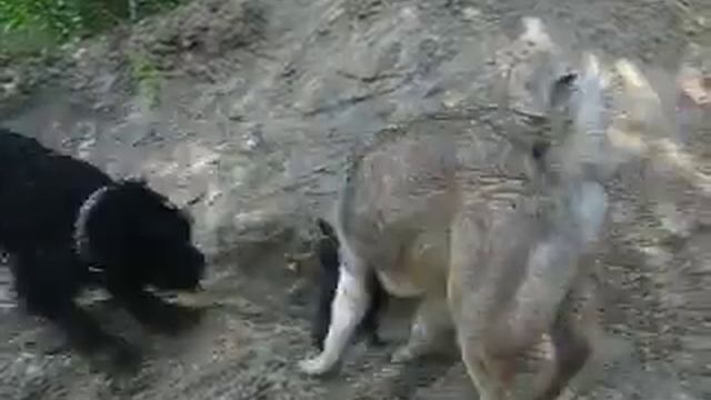 Russian black terrier смотреть онлайн