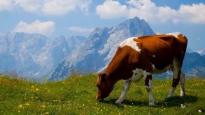 К ЧЕМУ СНИТСЯ КОРОВА - ВИДЕТЬ КОРОВУ ВО СНЕ - Толкование Снов - СОННИК