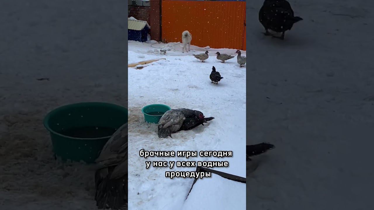 День водных процедур в Деревне проходит так