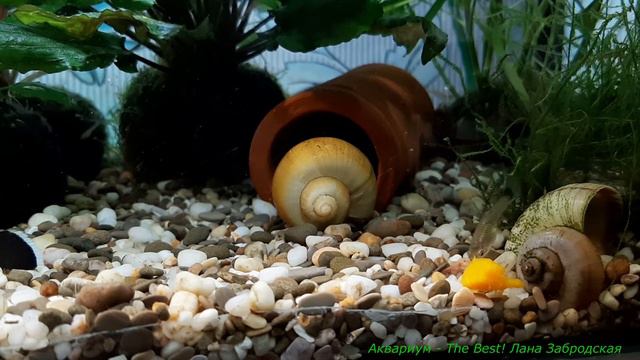 Утро в маленьком аквариуме смотреть онлайн