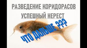 РАЗВЕДЕНИЕ КОРИДОРАСОВ | ИНКУБАЦИЯ ИКРЫ