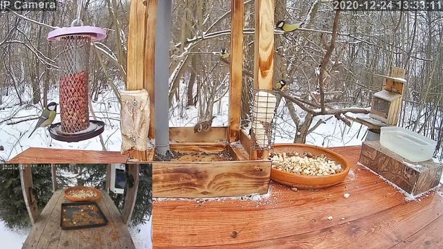 Трансляция с кормушек для птиц. 24.12.2020 года. город Калуга смотреть онлайн