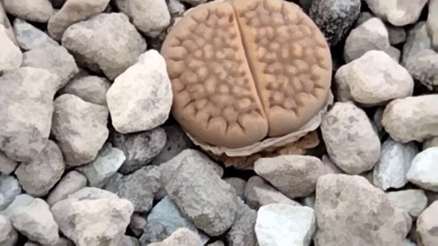 Lithops.Полив литопсов.Виды литопсов.Кактусы. смотреть онлайн