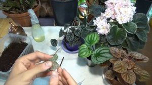 Размножение пеперомии сегментами листа.