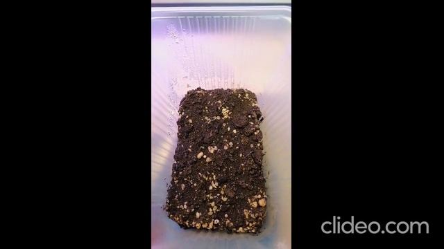 Книфофия выращивание из семян, отрицательный опыт. смотреть онлайн