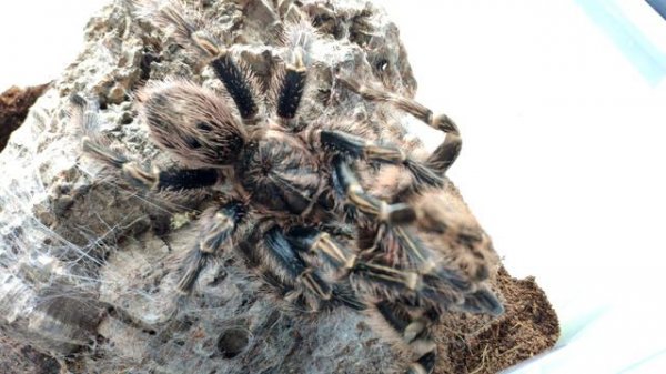 Парим пауков птицеедов Grammostola pulchripes. Билли Айлиш паук во рту.