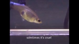 Когда родит гуппи, рождение мальков Гуппи, Гуппи рожает мальков гуппи