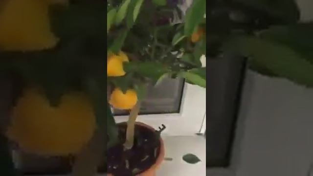 Сравнение в выращивании двух мандаринов смотреть онлайн