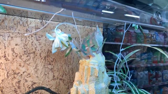 Выбираем рептилию в зоомагазине: хамелеон или черепаха? смотреть онлайн