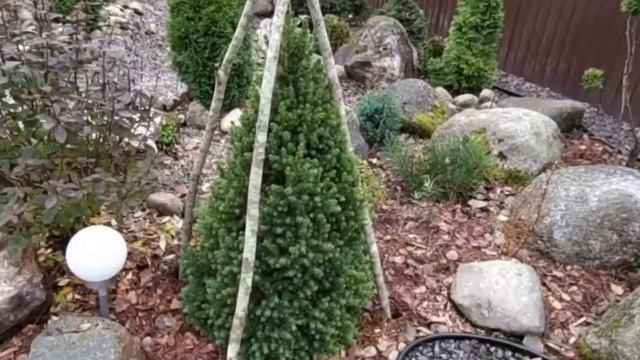 Каркасы для укрытия канадских ёлочек на зиму. смотреть онлайн