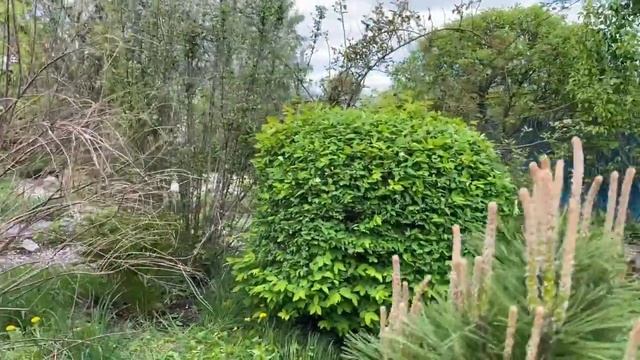 ФОРМИРОВКА ШАРА и КВАДРАТА . Как обрезать декоративные кустарники смотреть онлайн