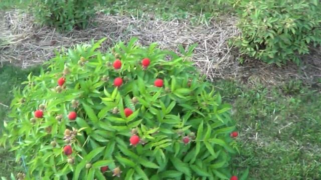 ВКУСНЫЕ КЛУМБЫ.