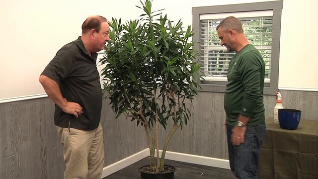 Plantz Profile Dracena Reflexa смотреть онлайн