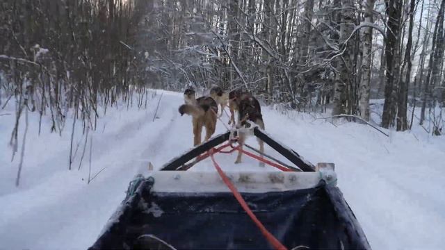 Dog sledding in Russia смотреть онлайн