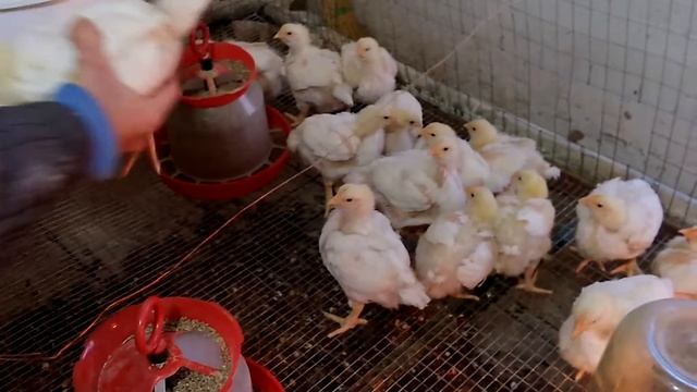 Вес бройлеров в 19 дней, Арброр смотреть онлайн