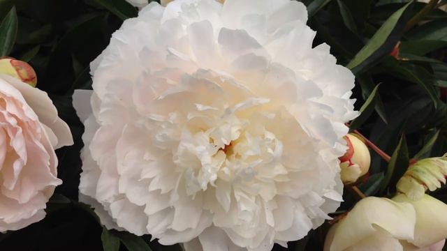 Peony Lillian Wild - www.peonyshop.com смотреть онлайн