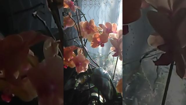 Орхидея Сурф Сонг во всей своей красе ? смотреть онлайн