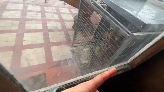 Школьники в Русском Географическом Обществе г. Сочи смотреть онлайн