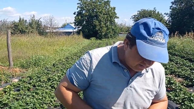 Клубника Альбион в начале сентября начинает радовать смотреть онлайн