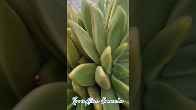 Succulents Plants #springtime #crassula #succulents #shorts смотреть онлайн