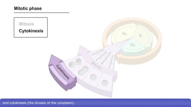 Cell Cycle смотреть онлайн