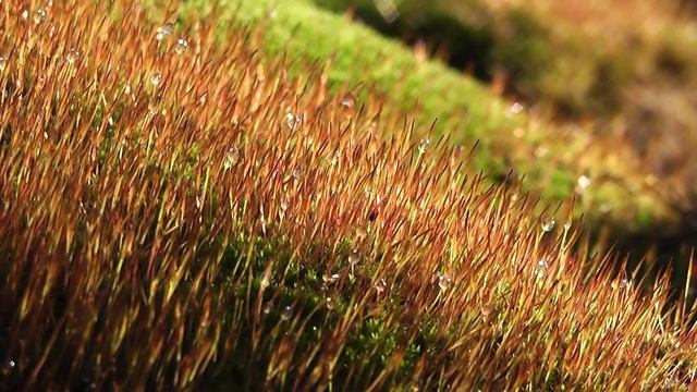 Panasonic SD60 TEST смотреть онлайн