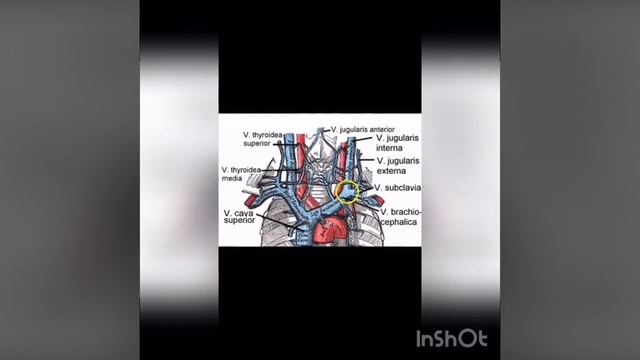 Топография плечеголовные вен смотреть онлайн